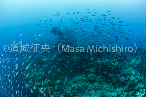 漁礁となる沈没船