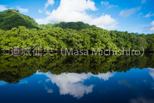 川面に映るマングローブ