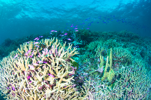 綺麗すぎる故に