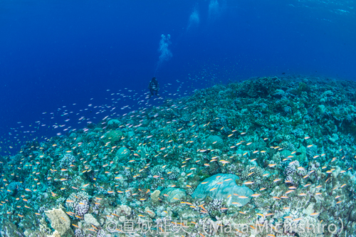 離島のポイントを命名