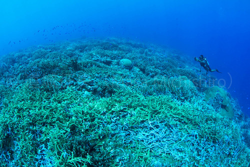 人が入ってない場所でのダイビング