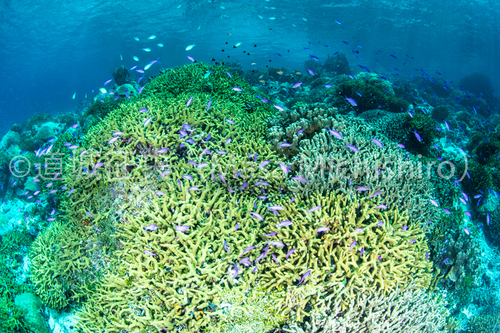 ミクロネシアの離島は手付かずの自然が残る