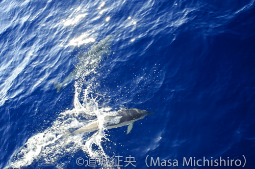 父島で見たハシナガイルカ