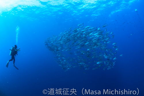 魚礁になる沈没船