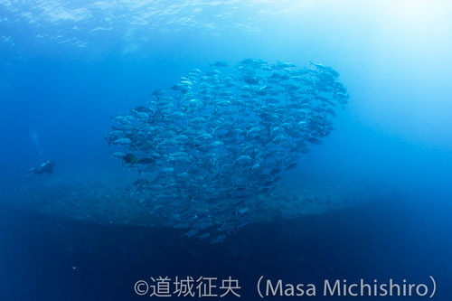 沈没船に群がる魚
