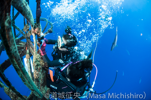 味の素のカツオ回遊調査