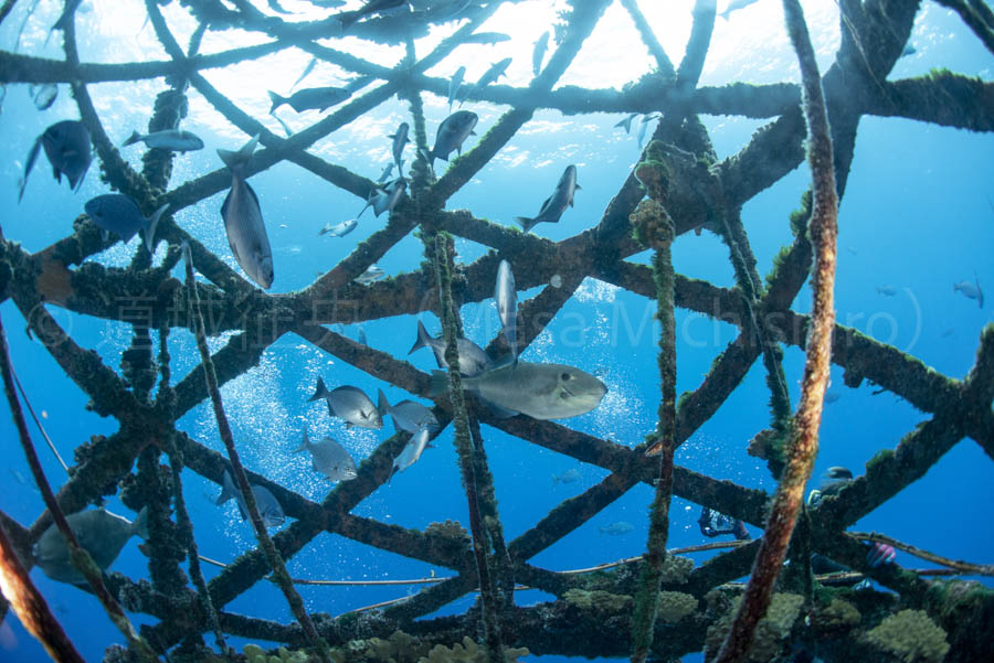 パヤオの動画【2021/8/4】