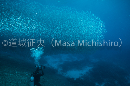 トウゴロウイワシの群れ