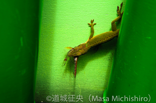 生物多様性、第3の危機