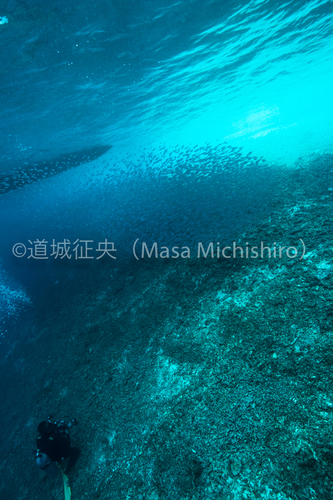 バラス島のイワシ