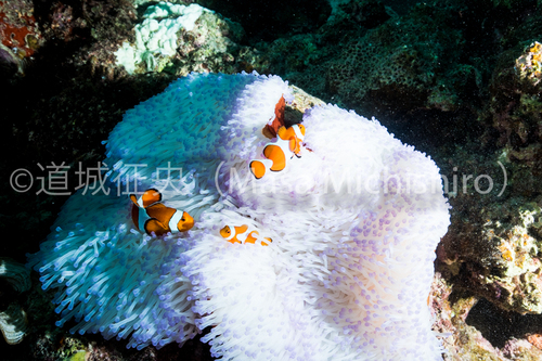白化状態のイソギンチャク