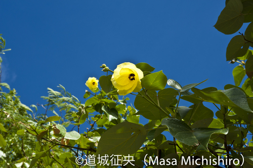 海洋島の植物の特徴