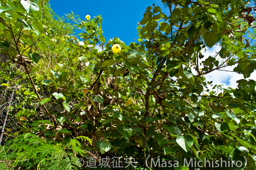 見分けがつかないがこれはテリハハマボウ