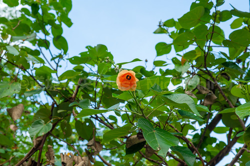 父島で見られるオオハマボウ