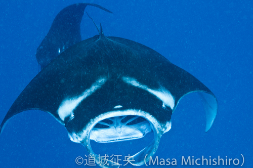 ポンペイと言えばマンタ、マンタと言えば悪い透明度の海