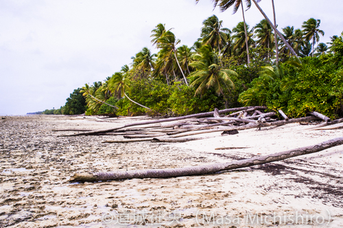 倒れるヤシの木