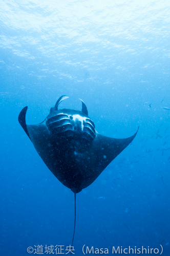 ブラックマンタ見るなら