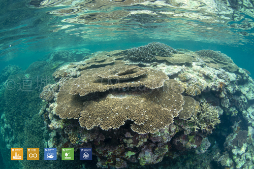 石垣島のサンゴ