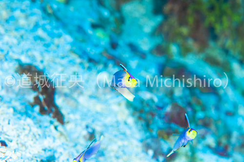 回遊魚が見られない時は小魚で