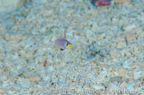 ヘルフリッチ集団