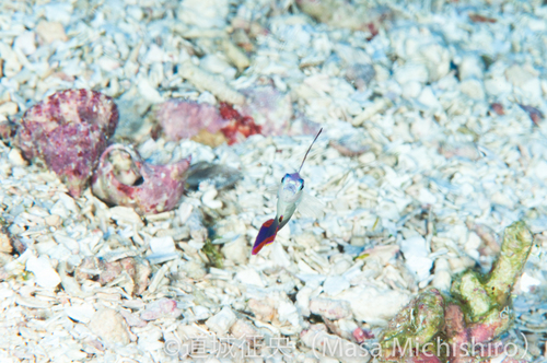 正面のアケボノハゼ