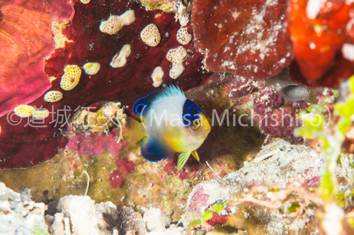 ポンペイでのマルチカラーエンゼルフィッシュ