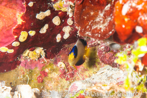 ポンペイのマルチカラー