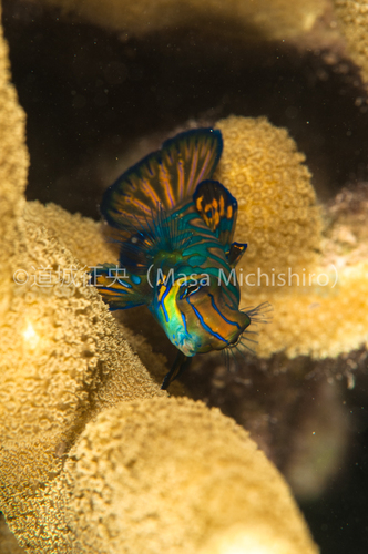 昼間から見られるニシキテグリ