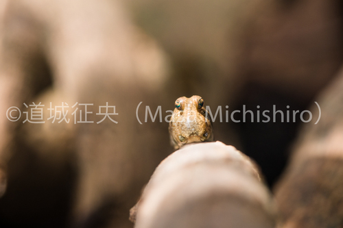 マングローブの生き物