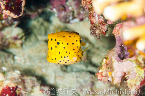 ミナミハコフグ