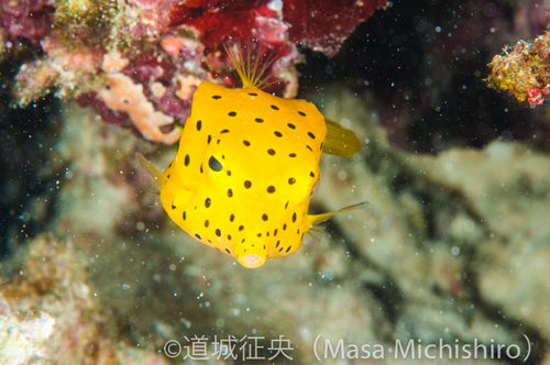 ハコフグとベンツ