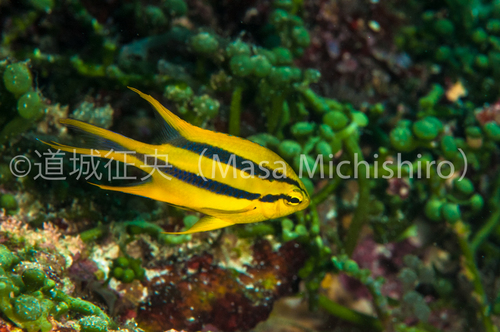 セブ島で見たヒレナガスズメダイ