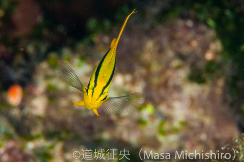 セブ島はマクロも充実