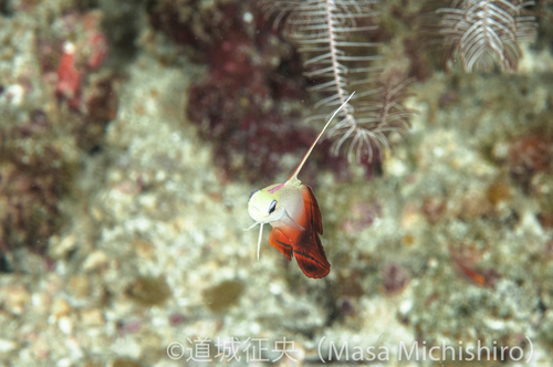 どこにでもいても撮ってしまう