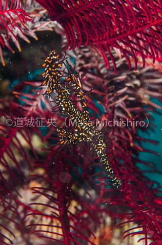 周囲と同化している生物