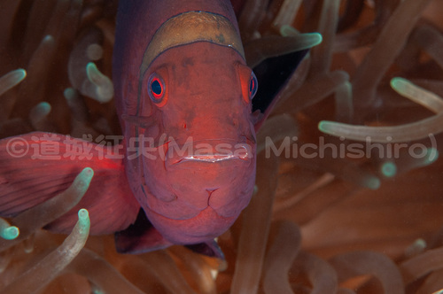 トゲのあるクマノミ