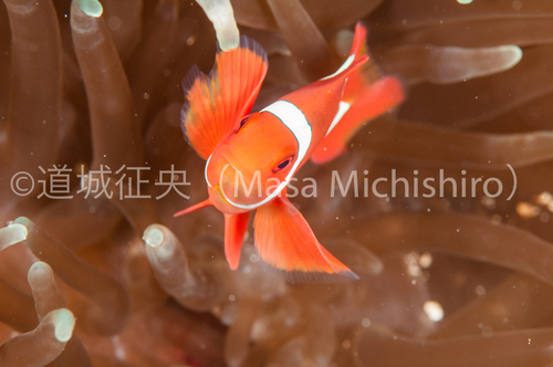 角のあるクマノミ