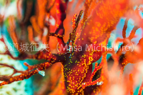 西表島のイソバナガニ