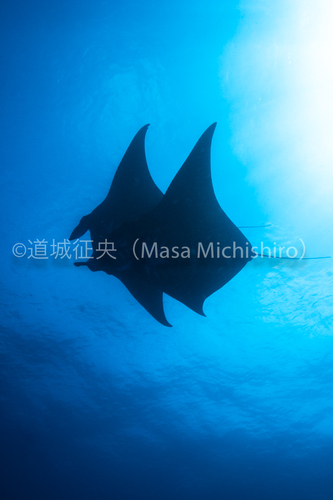 ブラックマンタはポンペイで