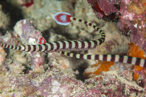 抱卵しているオイランヨウジウオ