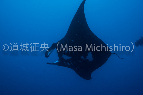 ブラックマンタ飛来！