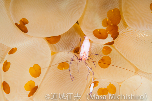 エビから感じる海の不思議さ