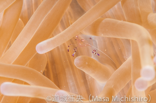 イソギンチャクの中で