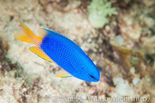 色合いの綺麗な魚