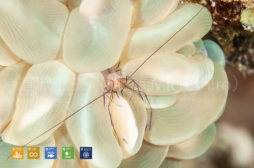 セブ島のバブルコーラルシュリンプ
