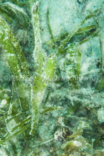 うまく擬態する魚