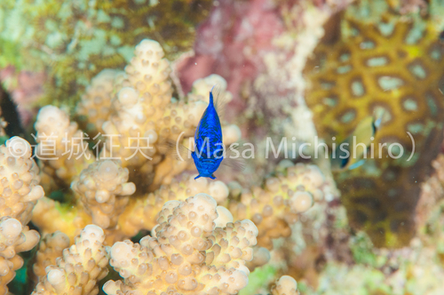 スプリンガーズデモセイル