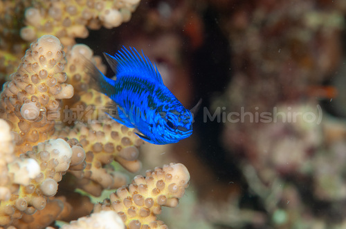 青が綺麗な･･･