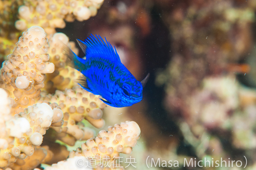 マクロも豊富なセブ島の海