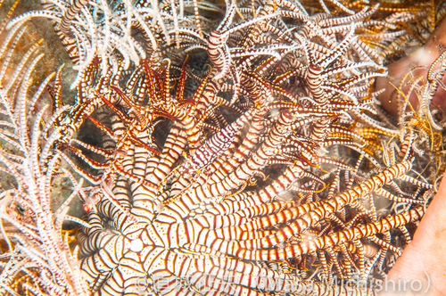 子供も喜ぶ写真